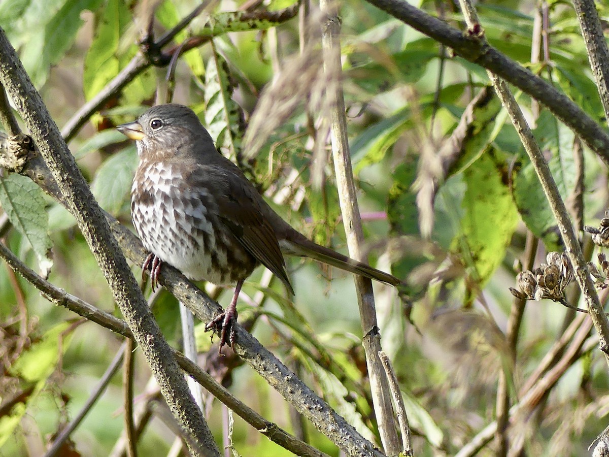 Fox Sparrow - Mary McCafferty