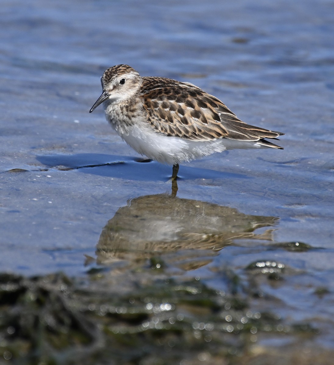 Least Sandpiper - ML623577357