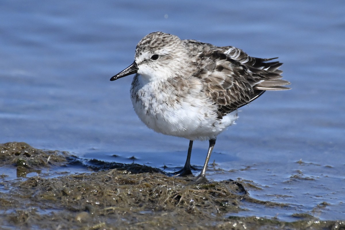 Semipalmated Sandpiper - ML623577368