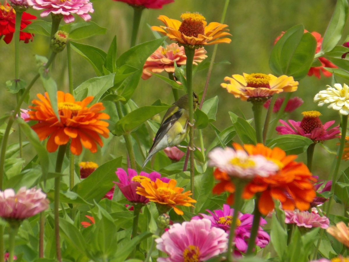 American Goldfinch - ML623577414