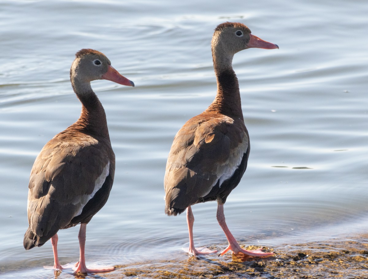 Black-bellied Whistling-Duck - ML623577480