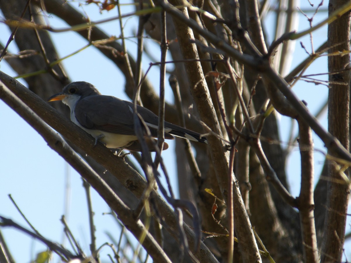 Yellow-billed Cuckoo - ML623577488