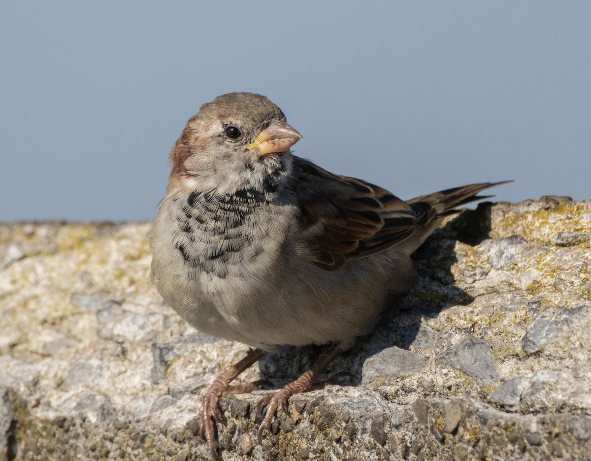 House Sparrow - ML623577496