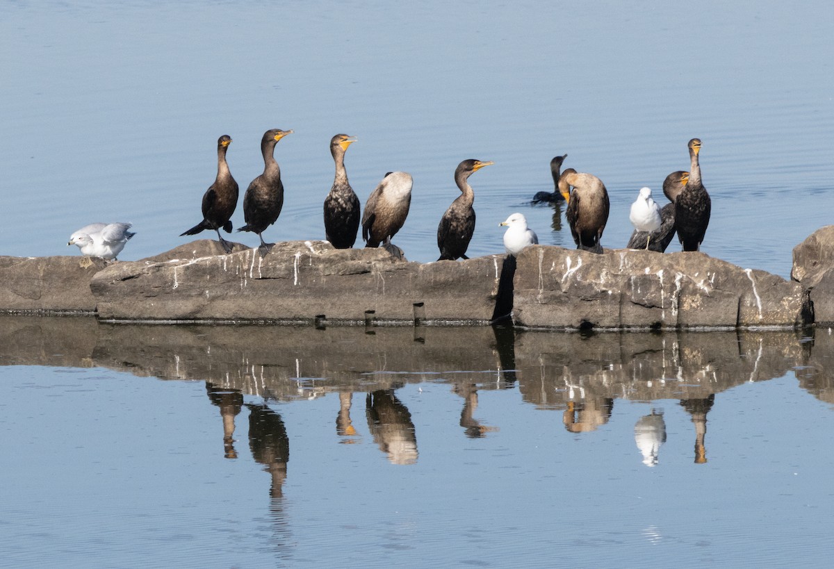 Double-crested Cormorant - ML623577513