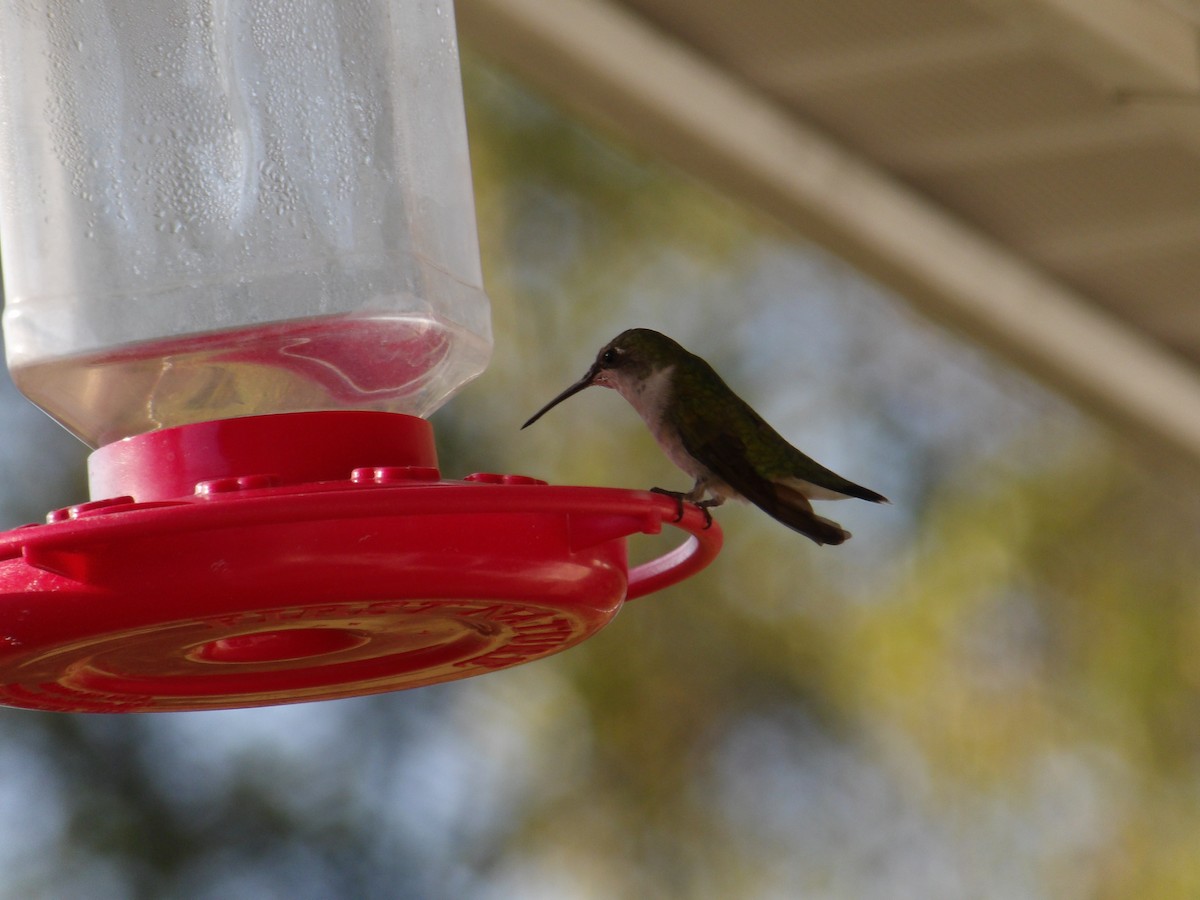 Ruby-throated Hummingbird - ML623577522