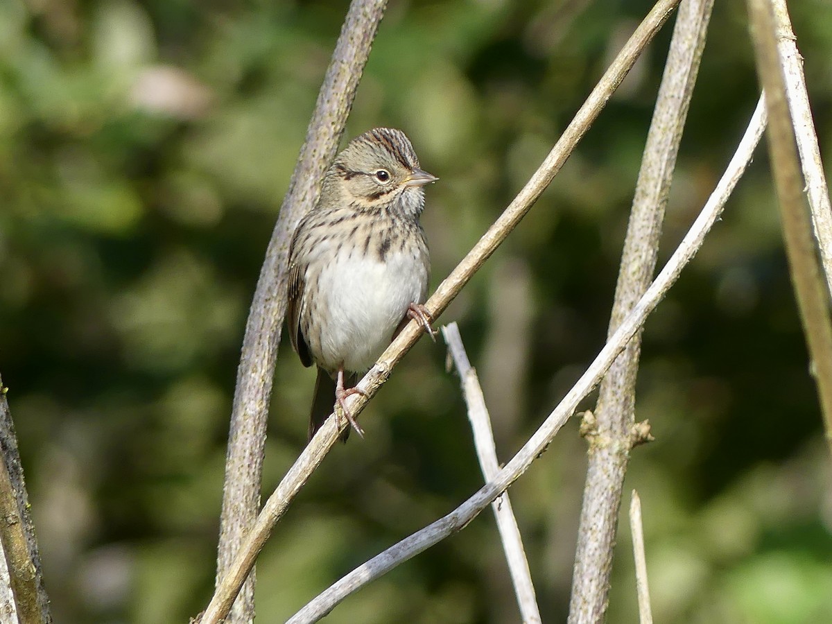 Lincoln's Sparrow - ML623577562