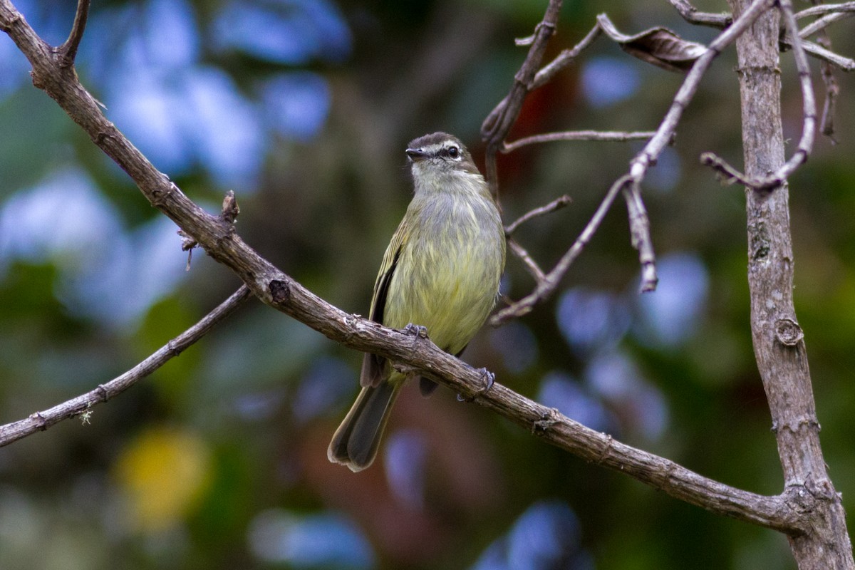 Spectacled Tyrannulet - ML623577594