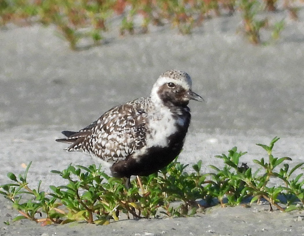 Black-bellied Plover - Patricia Rettig