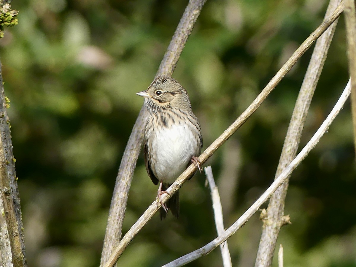 Lincoln's Sparrow - ML623577597