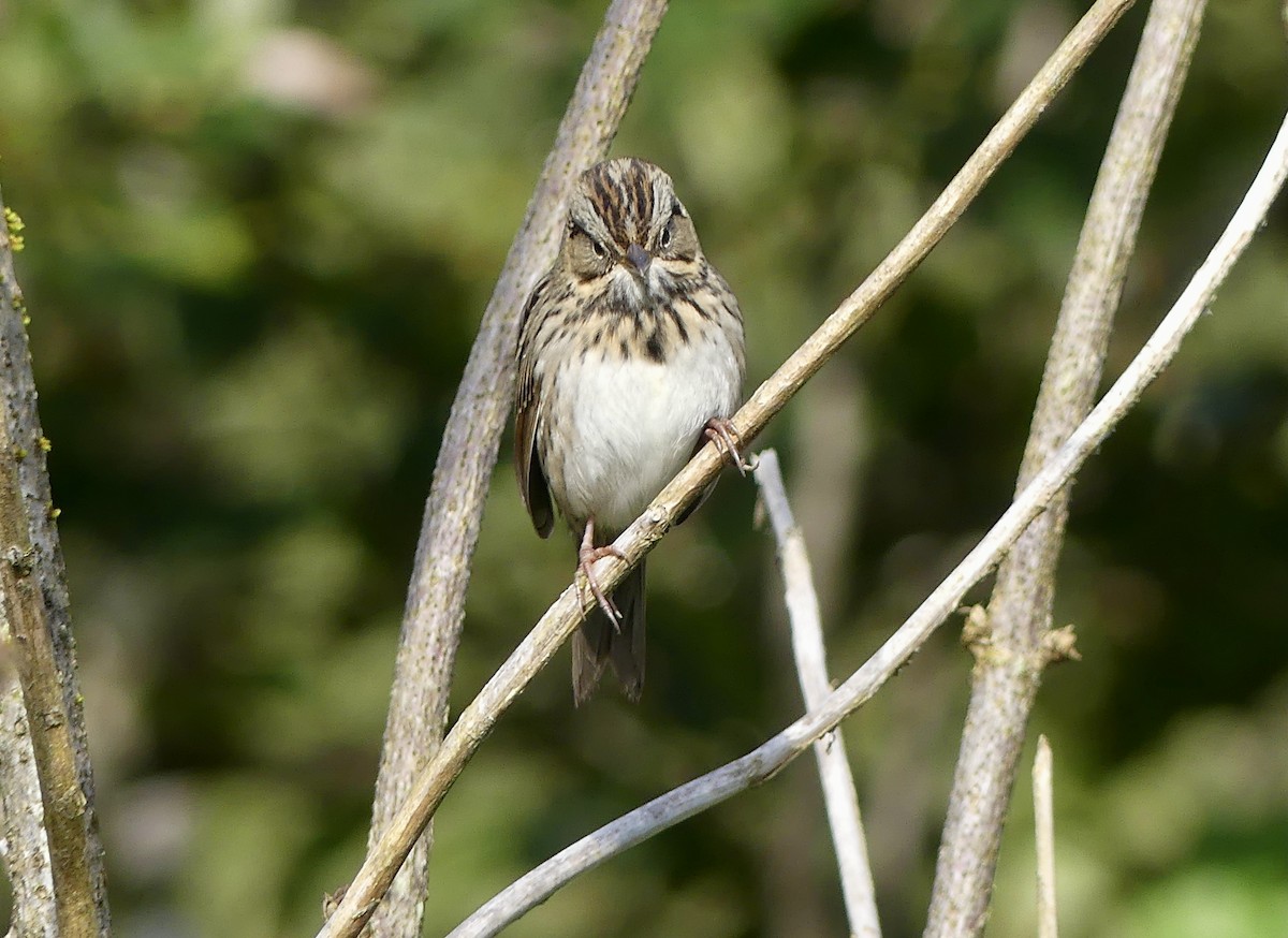 Lincoln's Sparrow - ML623577618