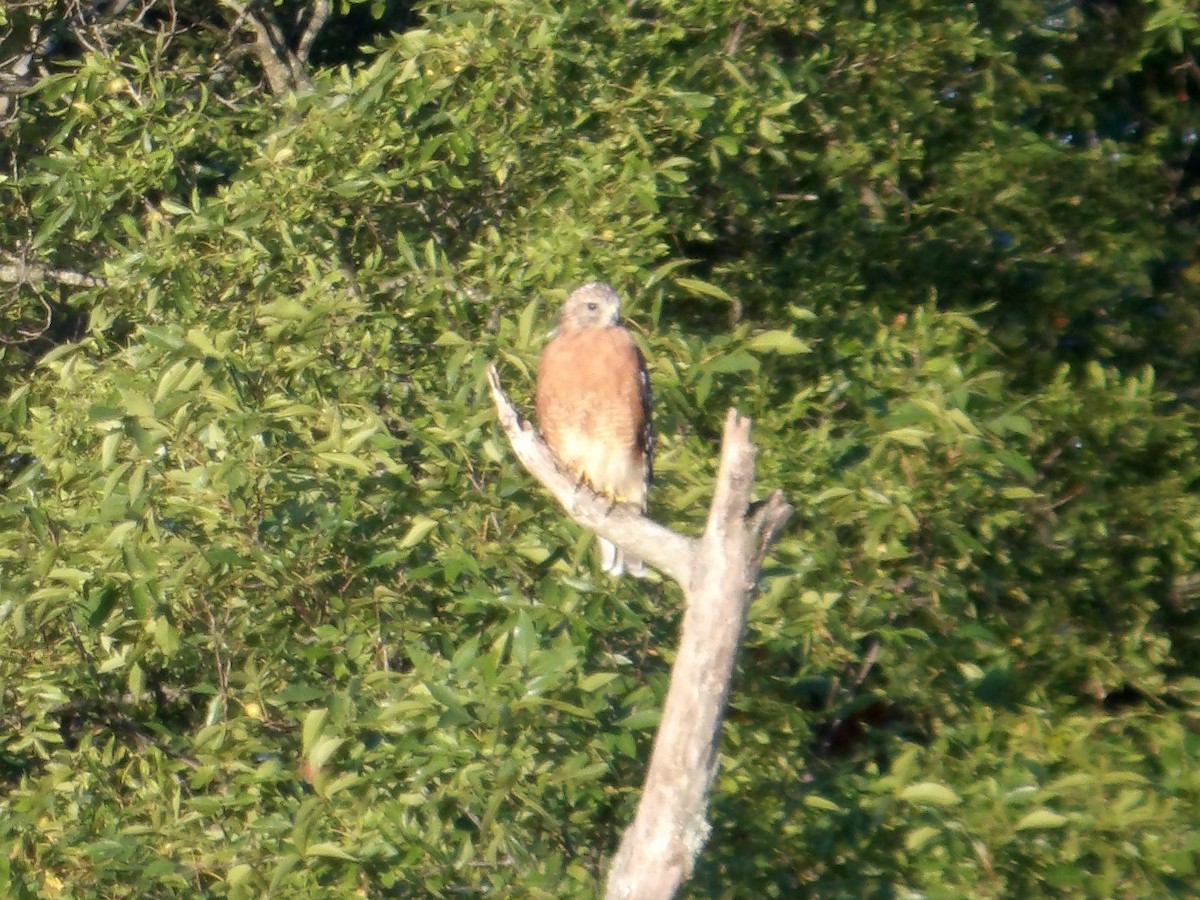 Red-shouldered Hawk - ML623577642