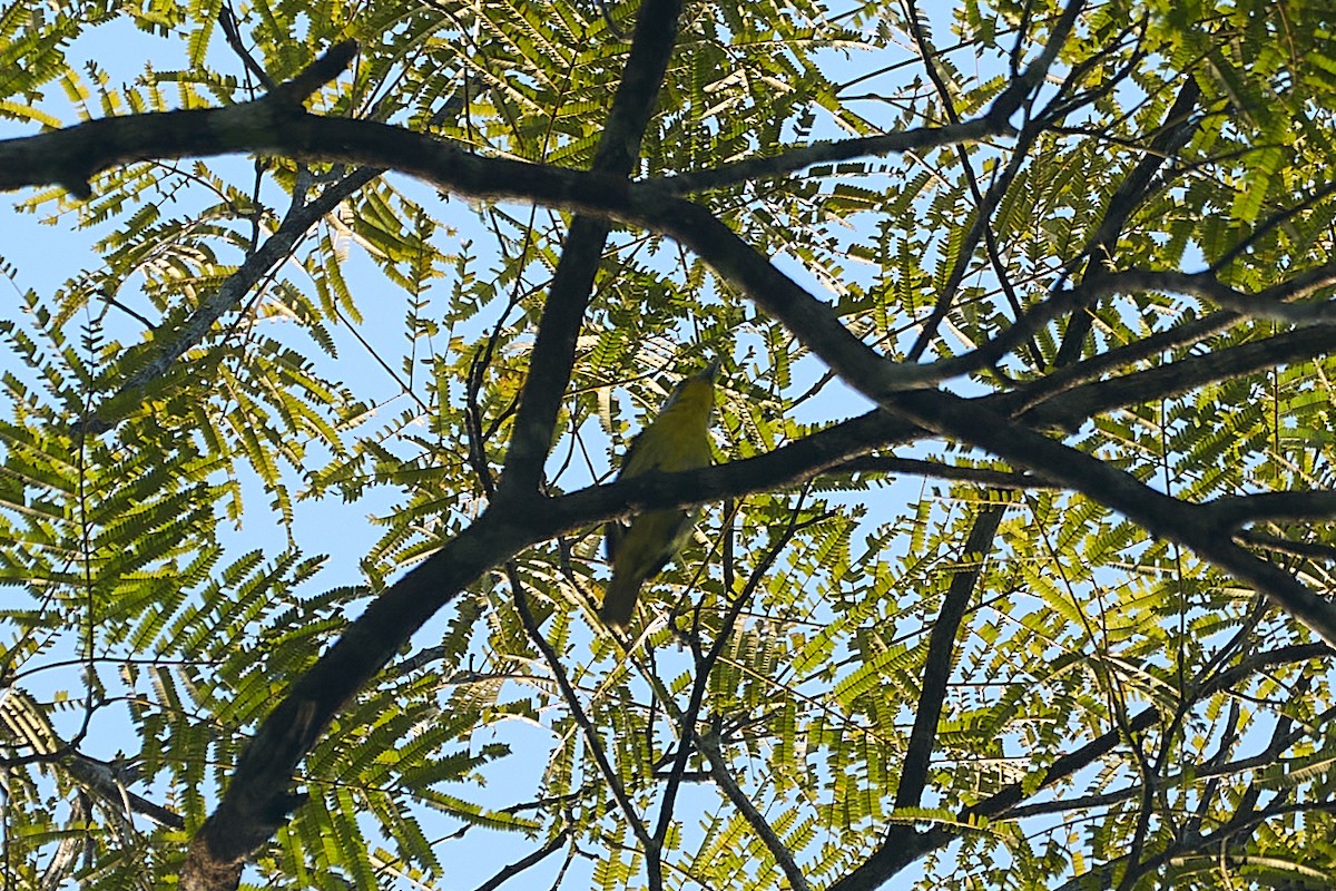 Slaty-capped Shrike-Vireo - ML623577652