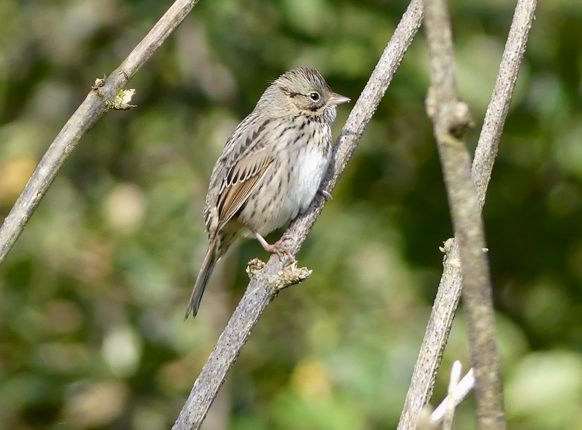 Lincoln's Sparrow - ML623577663