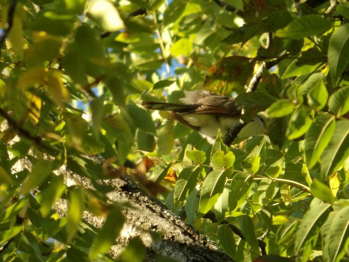 Yellow-billed Cuckoo - ML623577676