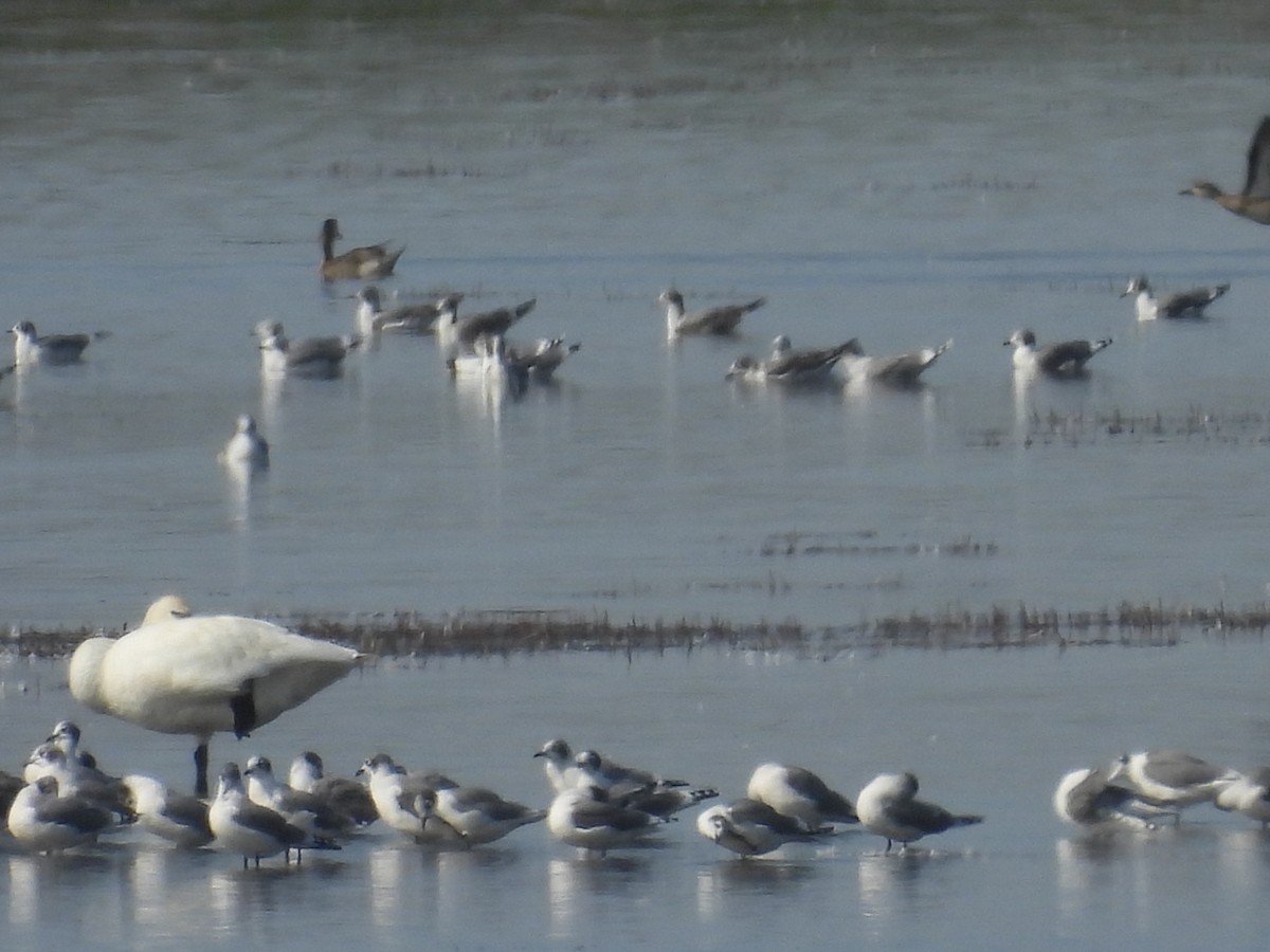 Tundra Swan - ML623577680