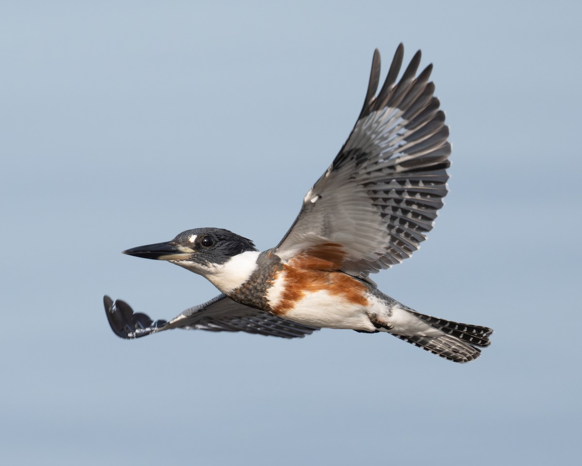 Belted Kingfisher - ML623577701