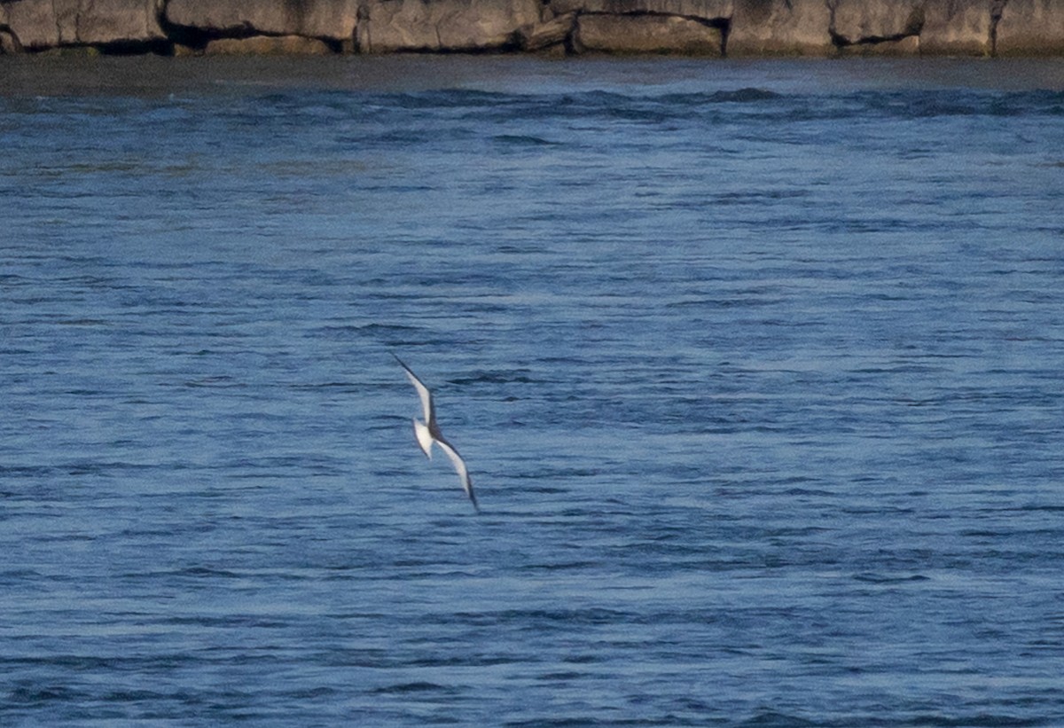 Sabine's Gull - ML623577705