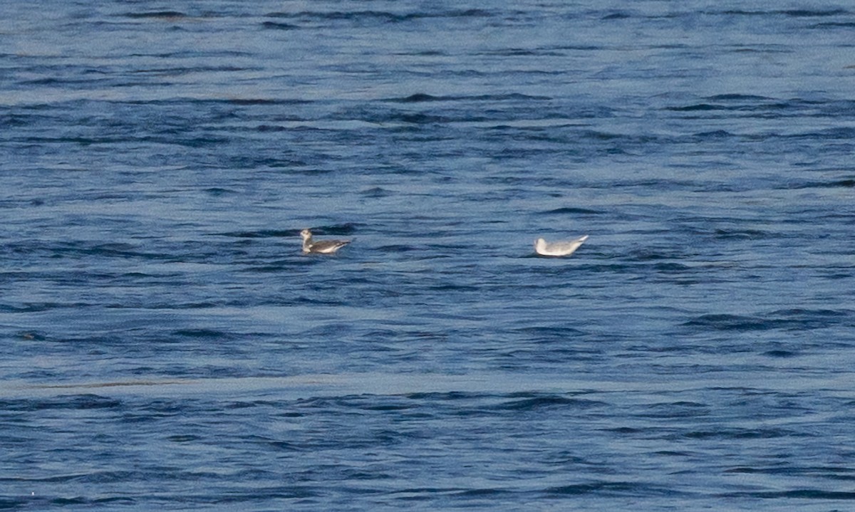 Sabine's Gull - ML623577712