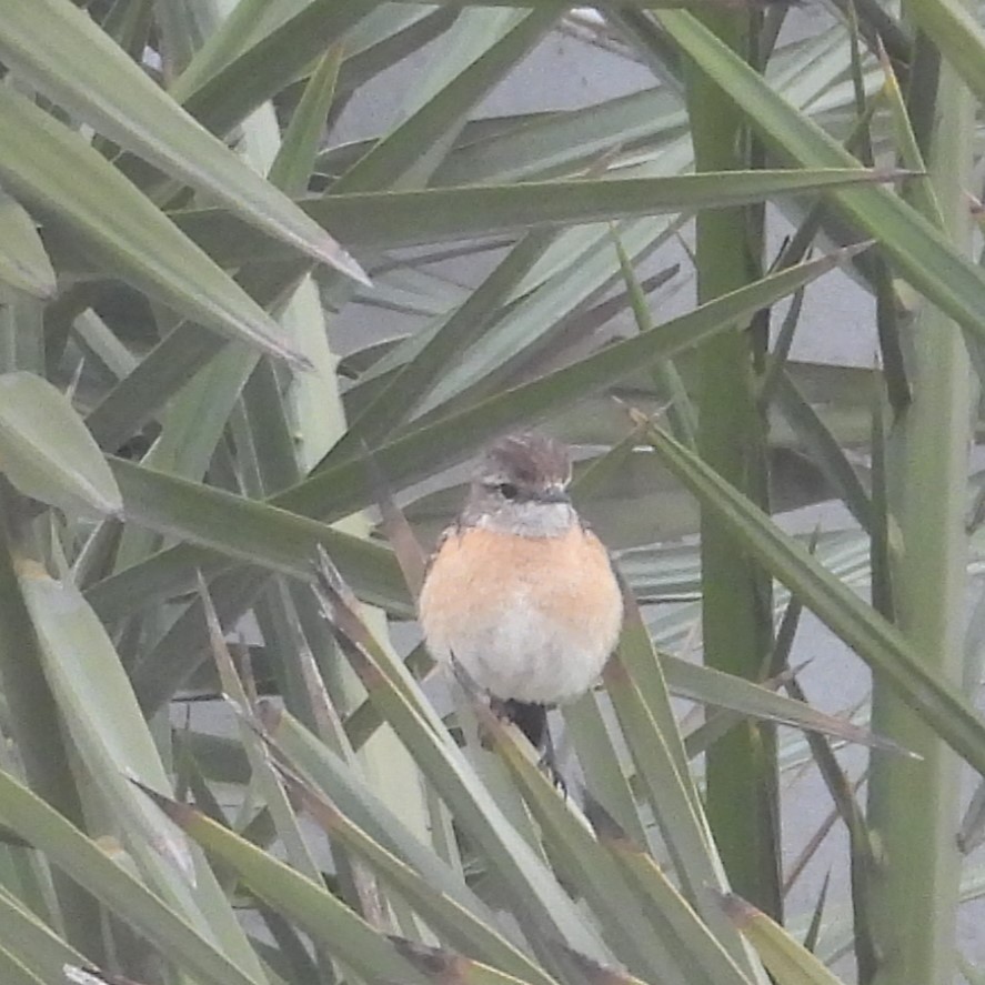 African Stonechat - ML623577723