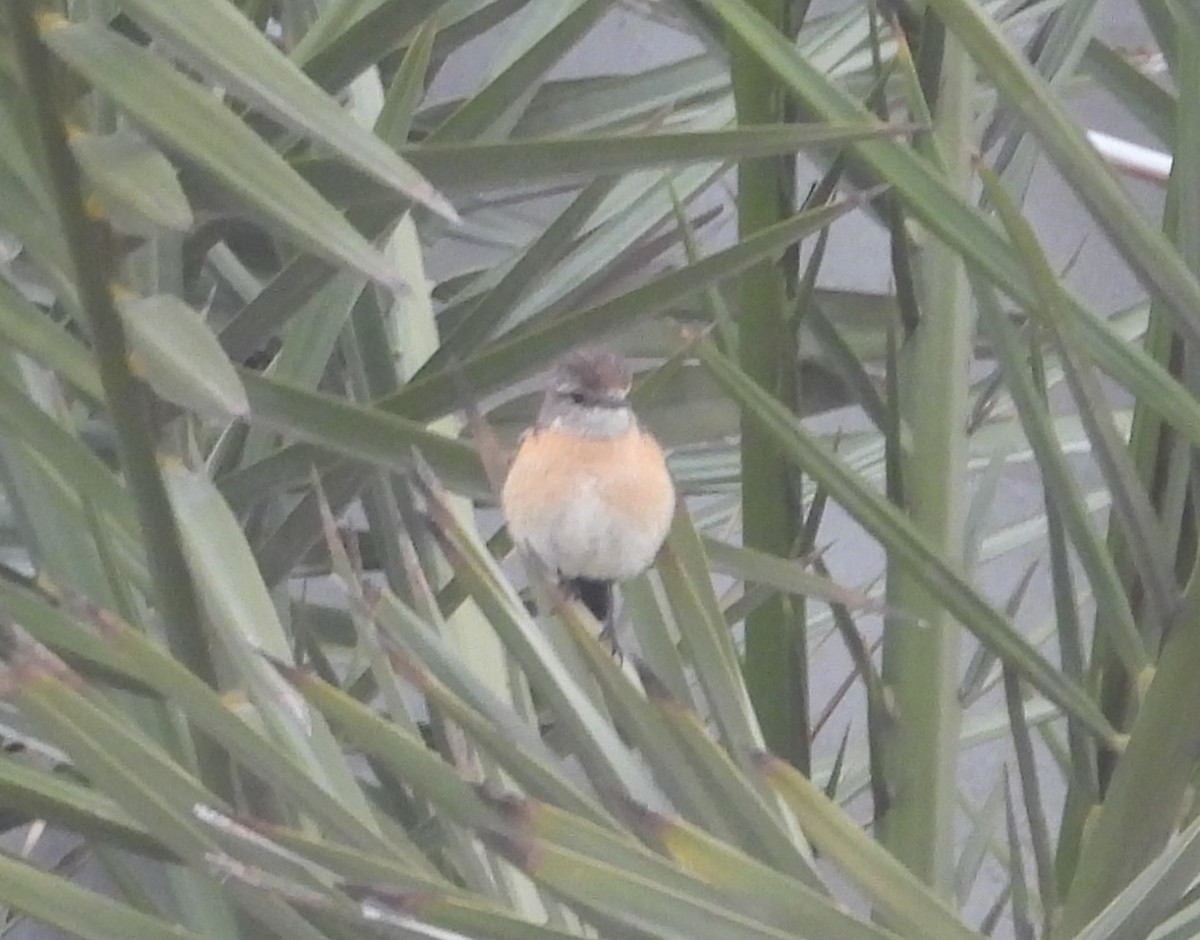 African Stonechat - ML623577724