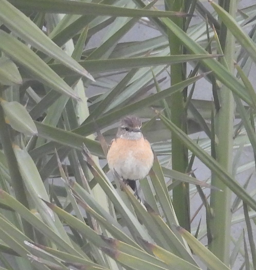African Stonechat - ML623577725
