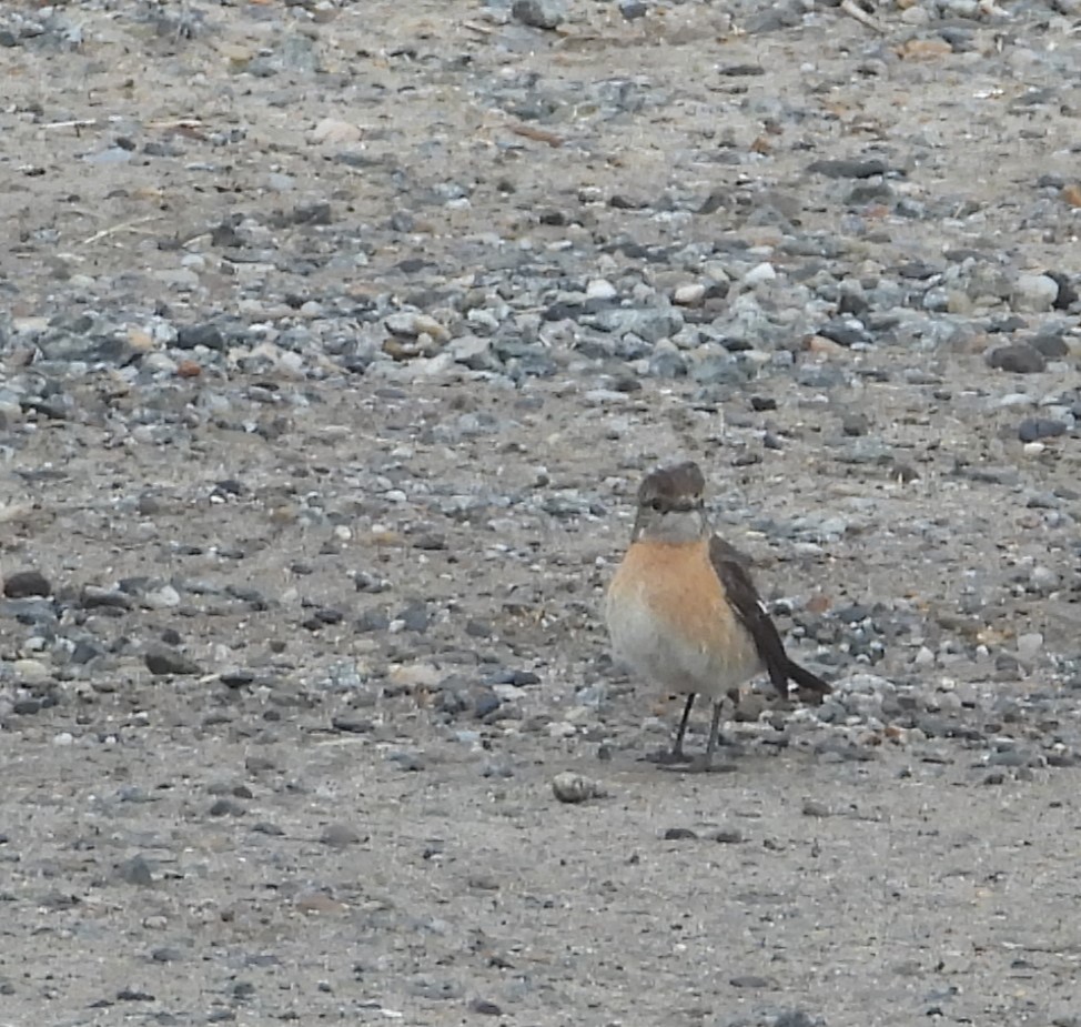African Stonechat - ML623577726