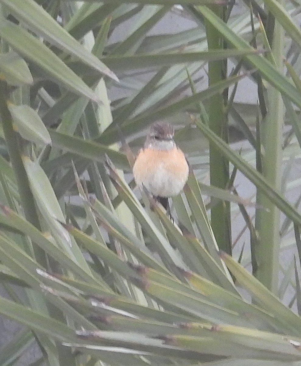 African Stonechat - ML623577727