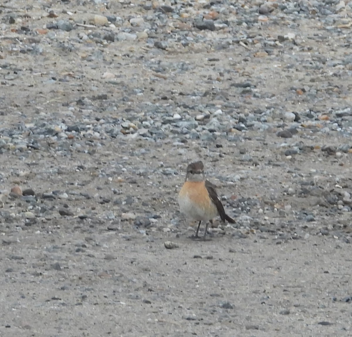 African Stonechat - ML623577728