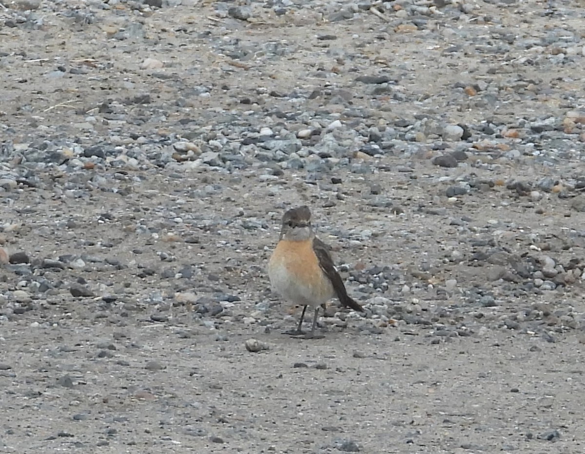 African Stonechat - ML623577729