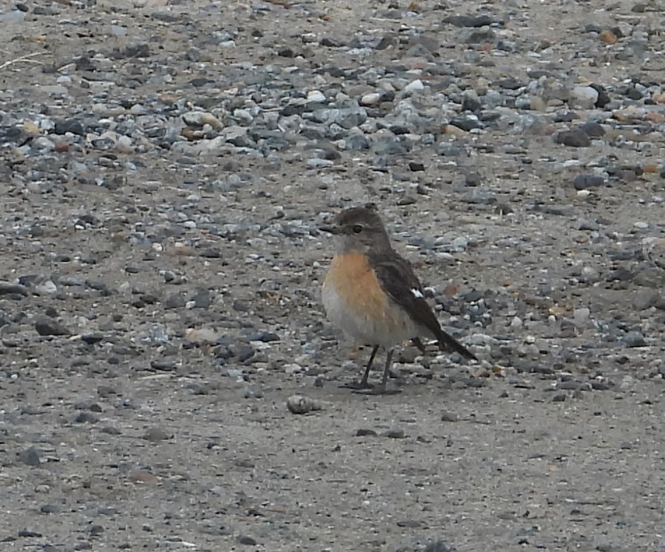 African Stonechat - ML623577730
