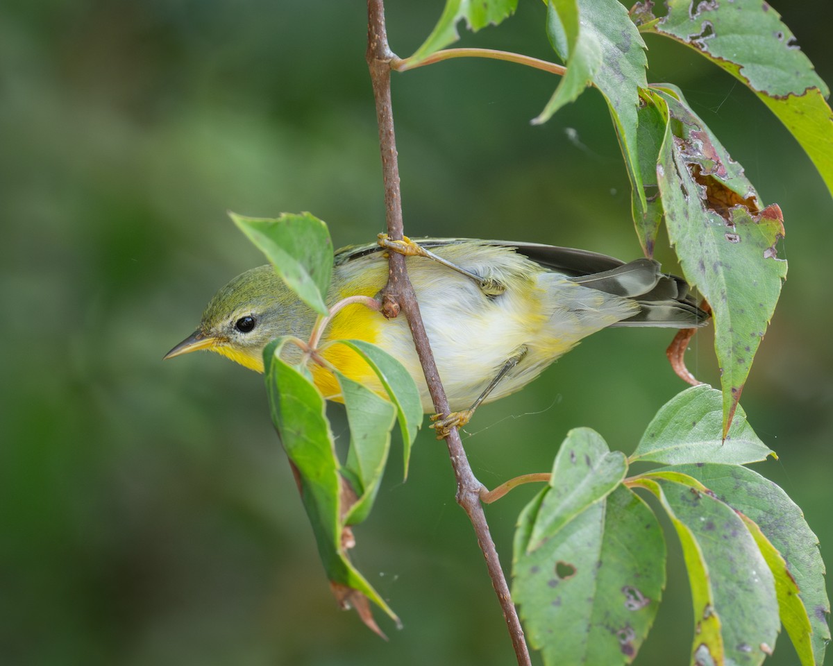 Northern Parula - ML623577731