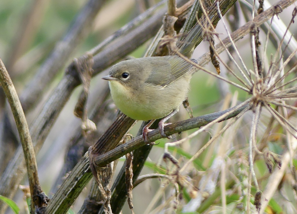 Common Yellowthroat - Mary McCafferty