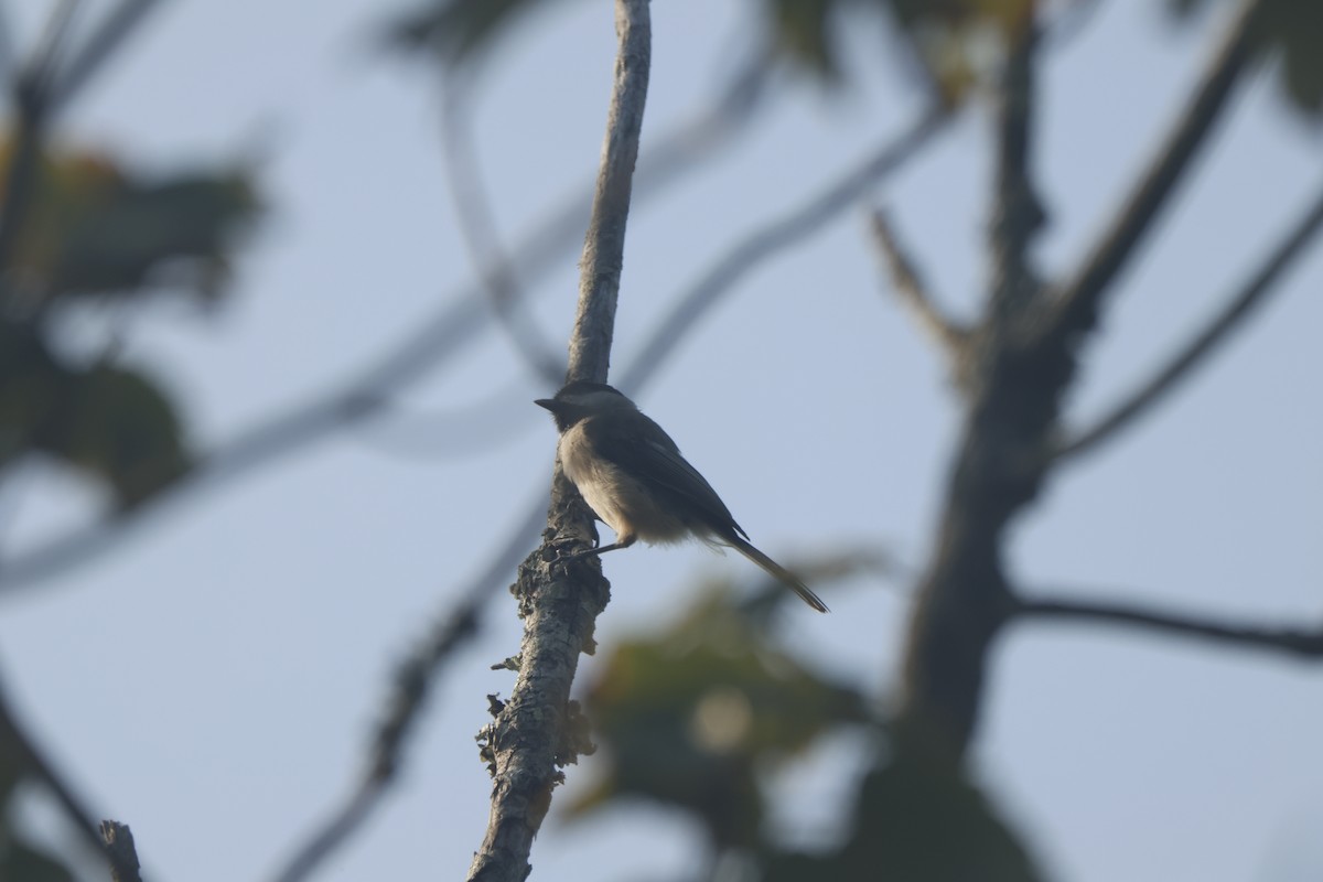 Carolina Chickadee - ML623577756