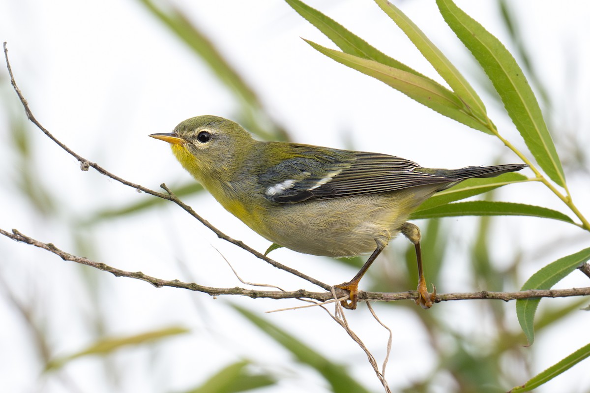 Northern Parula - ML623577782