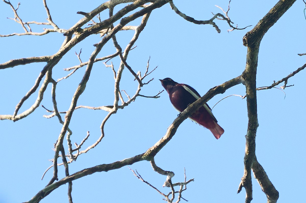 Pompadour Cotinga - ML623577800