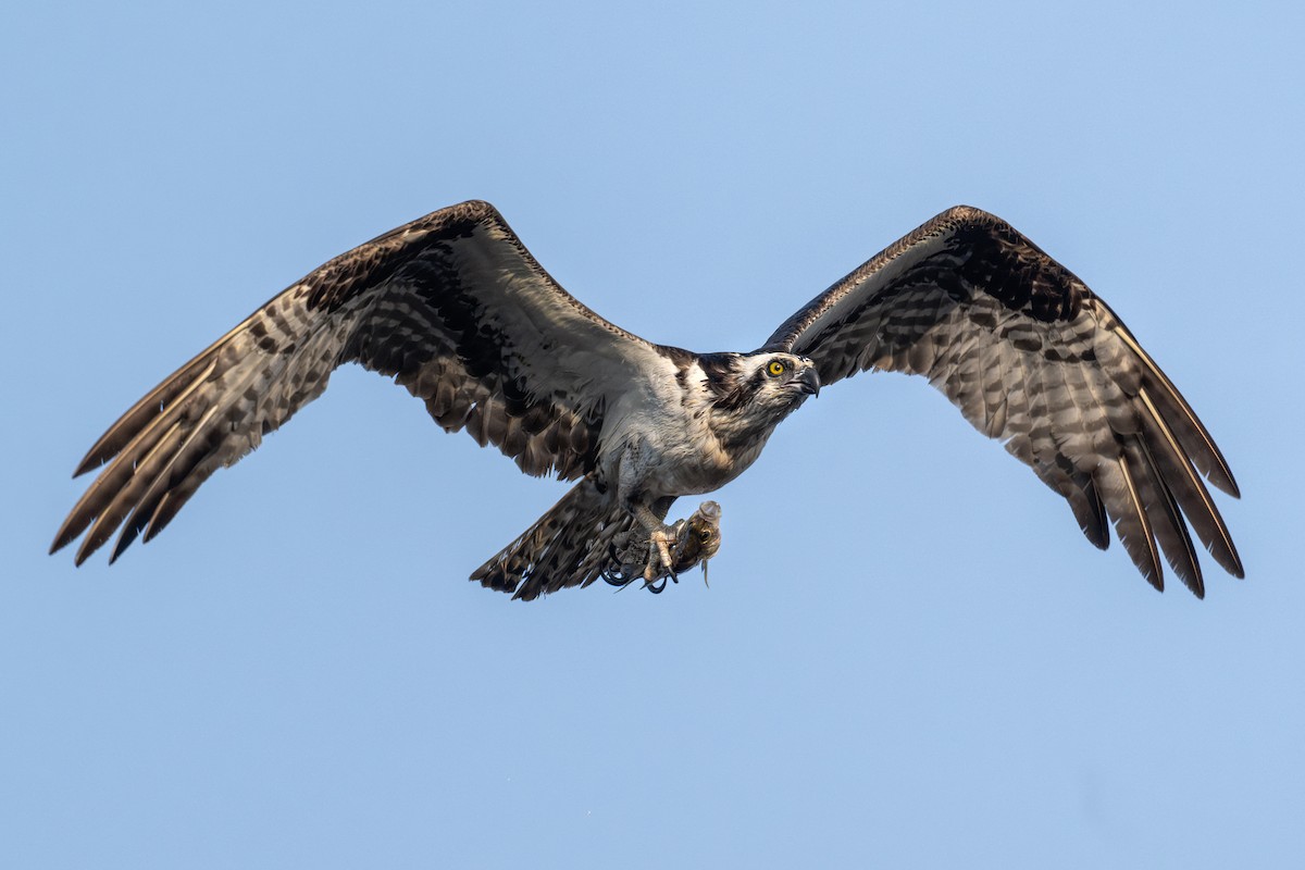 Osprey - ML623577810