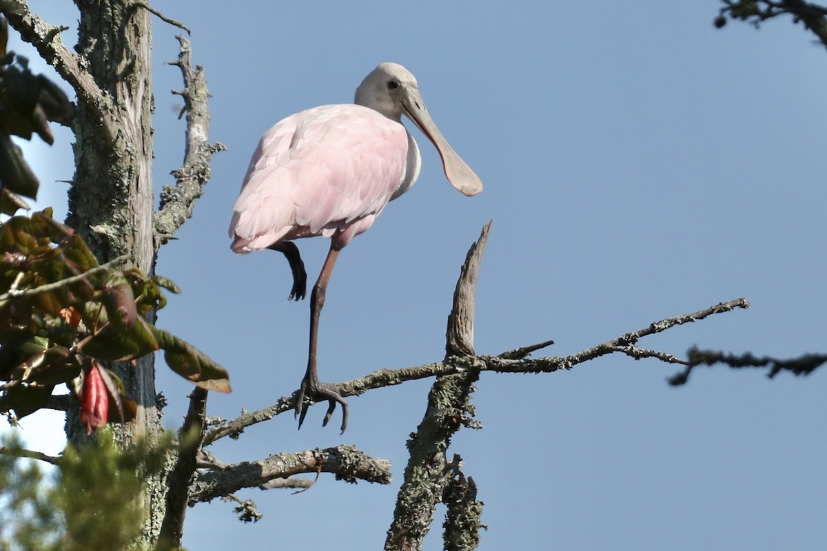 Roseate Spoonbill - ML623577815