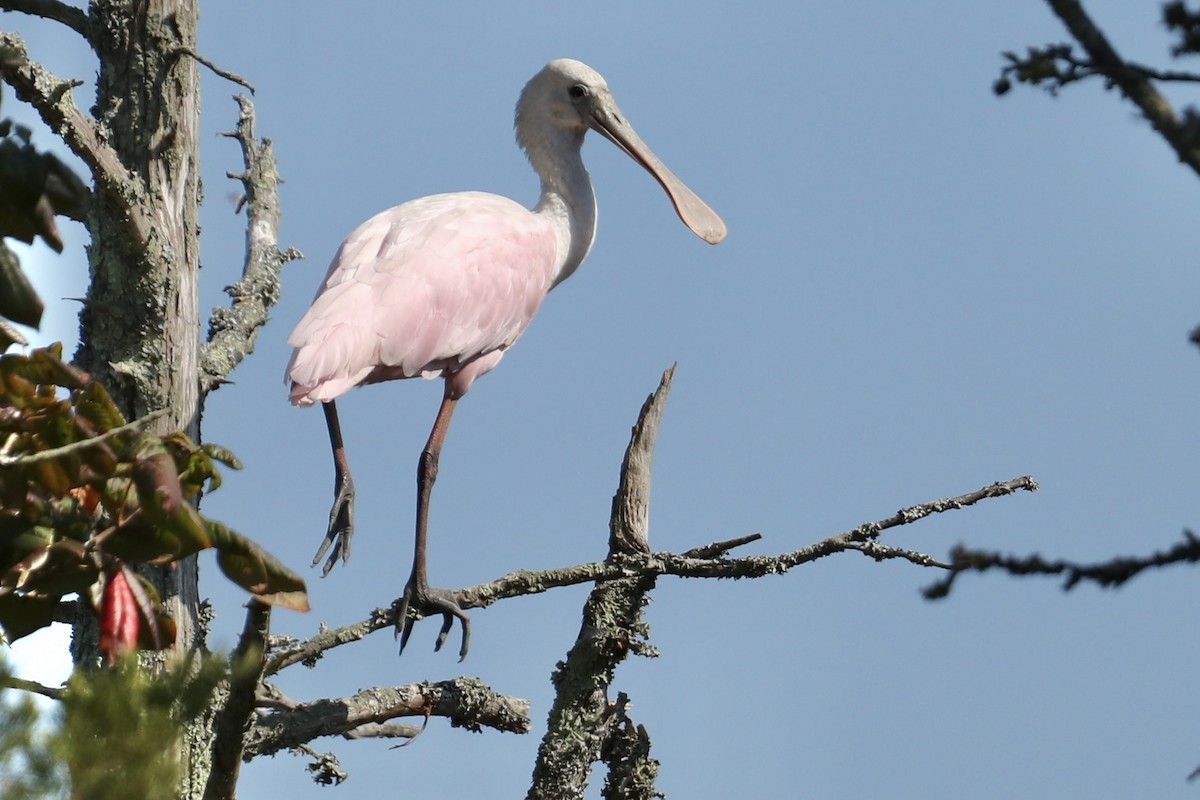 Roseate Spoonbill - ML623577816