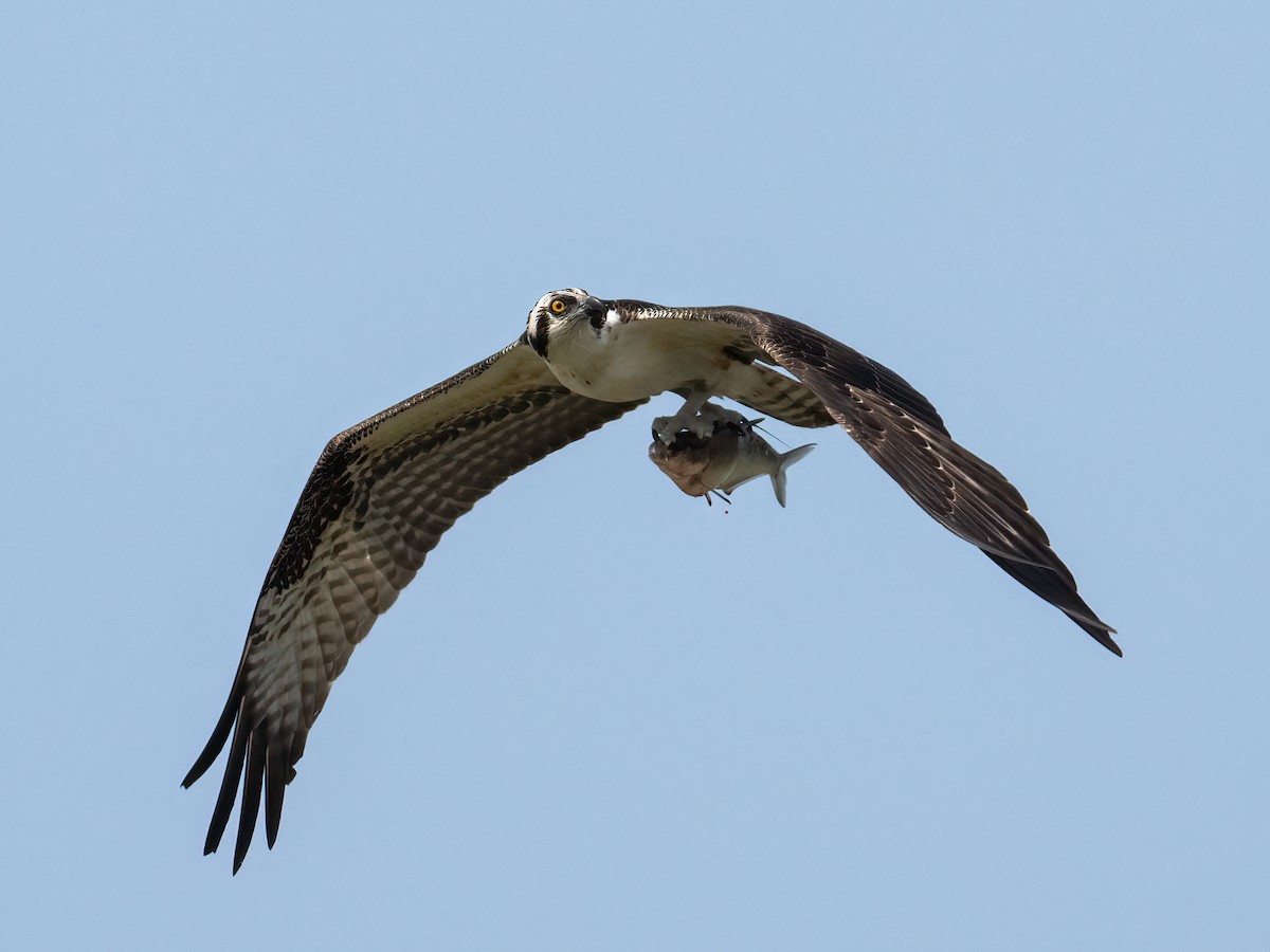 Osprey - ML623577817