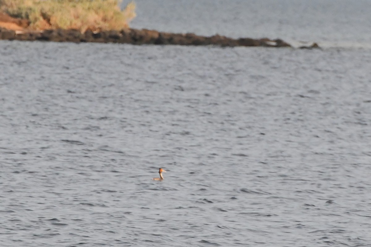 Great Crested Grebe - Michael Louey