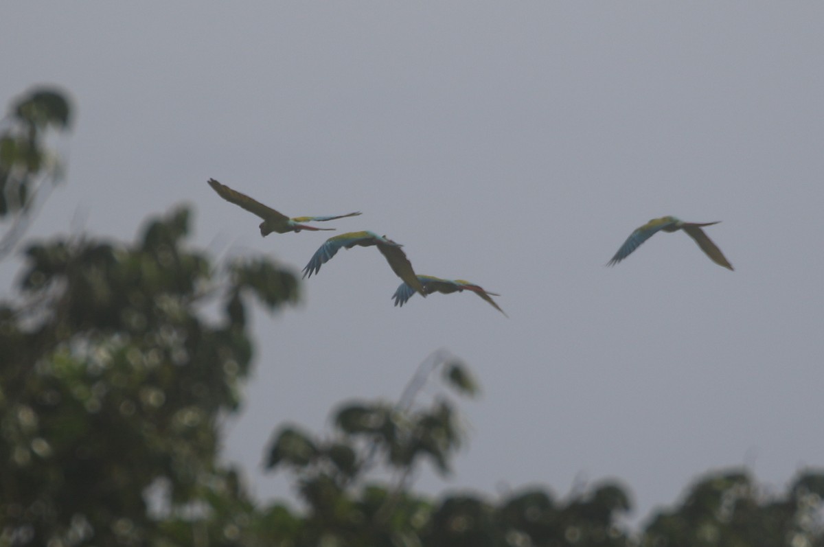 Great Green Macaw - ML623577907