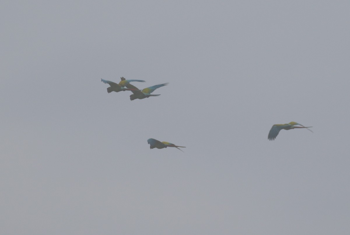 Great Green Macaw - ML623577913