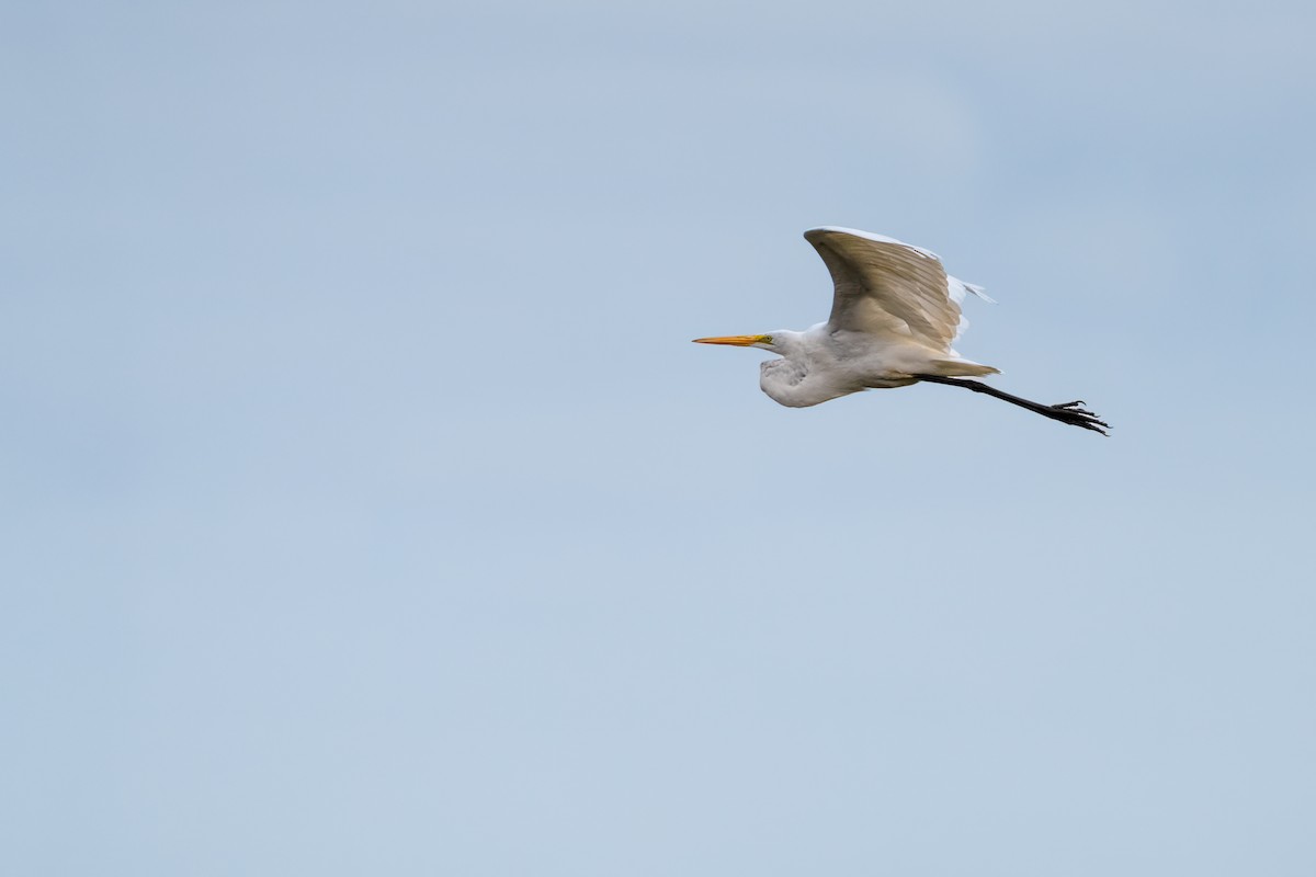 Great Egret - ML623577940