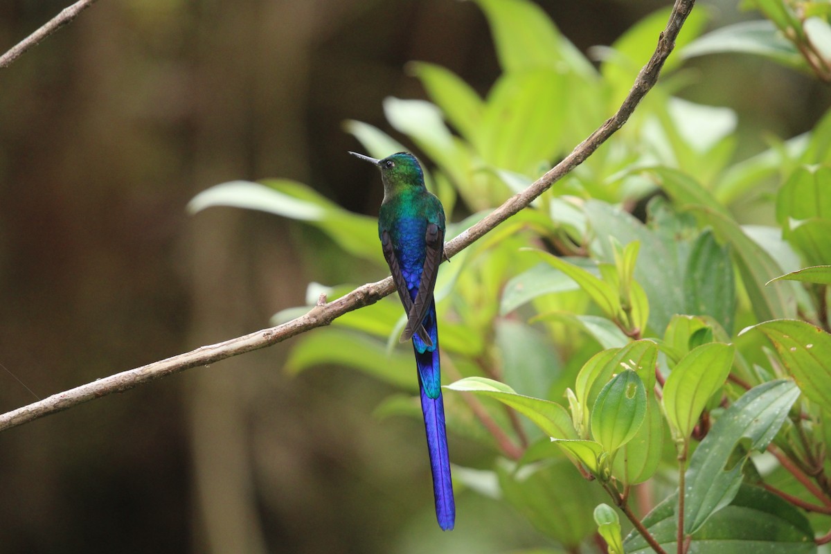 Long-tailed Sylph - ML623577956