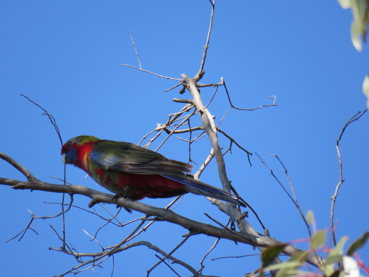 Crimson Rosella - ML623577967