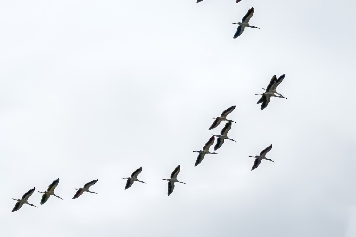 Wood Stork - ML623577996