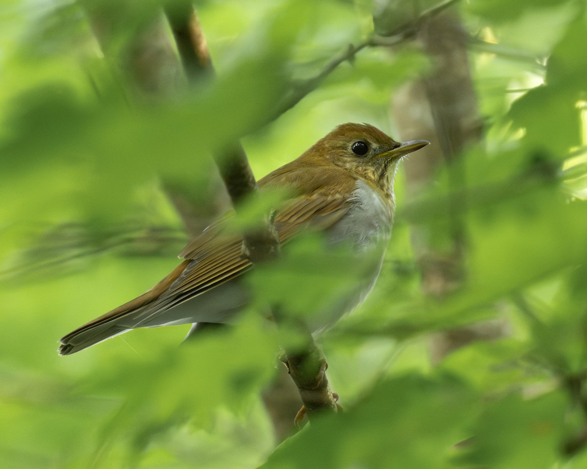 Veery - ML623578027