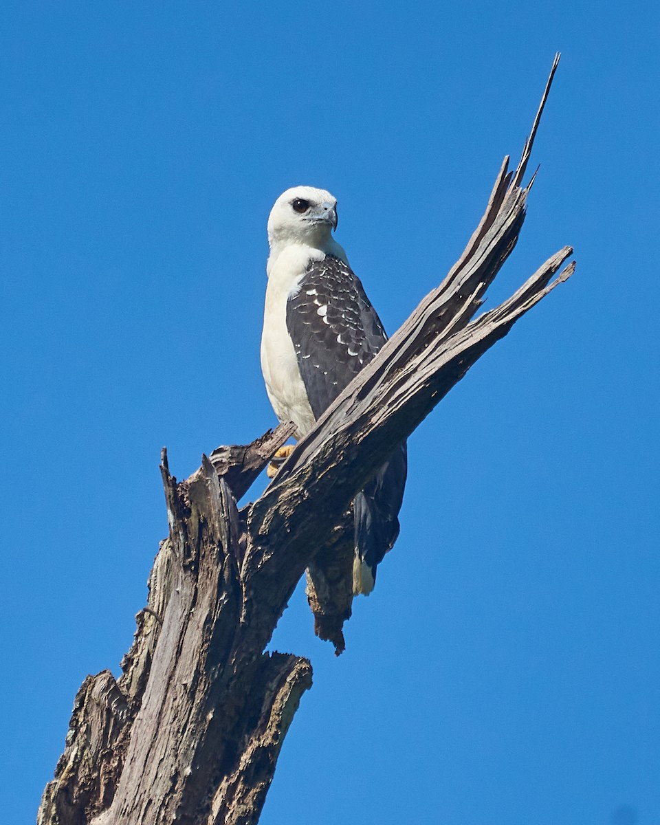 White Hawk - Daniel Alfenas