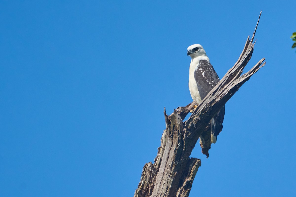 White Hawk - ML623578032