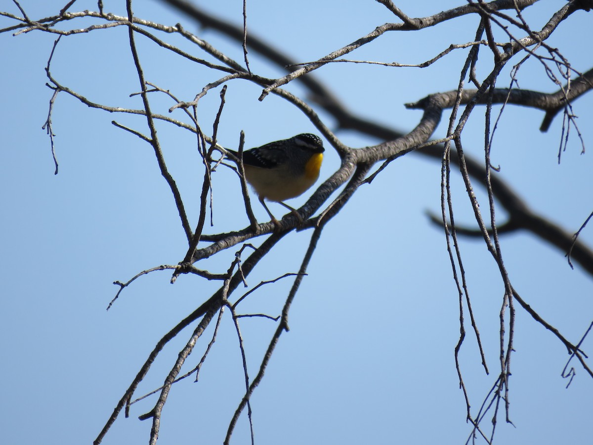 Spotted Pardalote - ML623578037